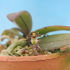 Gastrochilus platycalcaratus