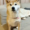 念願のホットクック！