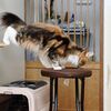 猫のトレーニング