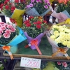 ブルーメッセでカーネーションなど色とりどりの花が販売されています　母の日にいかがですか（秋田県潟上市）