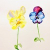 日々絵「パンジー2 pansy2」 09.01.21