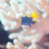 たいした事なかった　～フィリピンスズメダイ幼魚、ムナテンベラ幼魚～