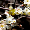 白梅の花につつまれるメジロ