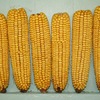 でん粉からつくられる「糖化製品」と「加工でん粉」　　輸入トウモロコシの3/4は飼料として消費され，2番目がコーンスターチ用．コーンスターチの80％は，「糖化製品」「加工でん粉」に．糖化製品のうち重要かつ多量に作られているのが異性化糖．ぶどう糖と果糖が混合した液状の糖で，例えば，清涼飲料水には砂糖の1.8倍用いられています．一方，日本人の1日の加工でん粉の消費量は約8グラムと試算されています．輸入トウモロコシの加工製品を知らず知らずかなり大量に摂取しているのが私たちの食生活と言えます．
