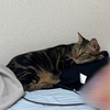 全然枕にしちゃって‼️