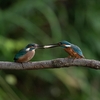 2019年9月7日の鳥撮り(1/2)-葛飾区