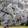桜の花びらに季節を感じる🌸
