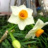 強い冬の花々