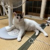 ③うちの猫はチキンアレルギー