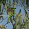 Green Bee-eater ミドリハチクイ(インドの鳥その１２)