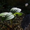 山野草：地植えと鉢植え――何が、どう違うのかな？