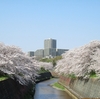 桜はもう散って葉桜ですが