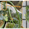 庭で冬野菜 16【茎ブロッコリーちょっと収穫】