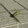 カマキリが居座る