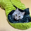 いただきます。