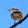 モズ（百舌鳥）を追い求めて（８）～「モズ吉くん、振り向けば！」～