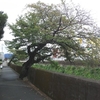 雨の川べり