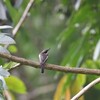 ヒタキサンショウクイ(Bar-winged Flycatcher-Shrike)など