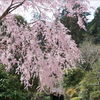 大平山神社まで桜を見に出かけてみる