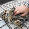 8月後半の #ねこ #cat #猫 その3