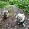 オムツをもらった散歩道