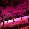 セグウェイで花見もアリかも。桜を堪能できるドライブスポットをご紹介