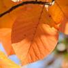 つる植物の紅葉