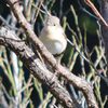 はじめて会った野鳥