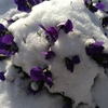 ちょっとだけ雪の長崎✳安全第一！
