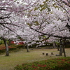 八代城址など桜満開、明日の雨で散り始めるか。