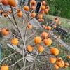 あの柿‥‥‥実験