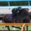 競馬無双で競馬予想！【オールカマー追い切り調教】 ワンアンドオンリー収穫の季節「体は今までで一番」 「競馬レース結果ハイライト」2016年≪競馬場の達人,競馬予想≫JRA-VAN対応競馬ソフト