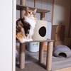もうすぐ年末☆新しいキャットタワー買いました