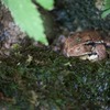 アズマヒキガエル Bufo japonicus formosus