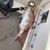 魚種まつりだー♪