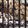 東武動物公園のワイルドキャット