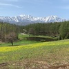 【長野県大町市】2025中山高原の菜の花と桜の開花状況、見頃はいつ？