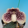 Paph.leucochilum