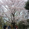 子連れで✿お花見計画✿//『世田谷公園』//桜の下をミニＳＬで走れちゃう!?☆