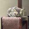 気温が下がり、香箱座りが増えたみーちゃん百面相。ベロだし保護猫君。