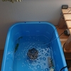 水質が安定し水換え期間を延ばす
