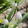 2025年4月2日からの花と葉　スノーフレーク、グラウンドアイビー、チューリップなど