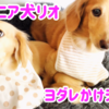 シニア犬リオの為にヨダレかけを買いました
