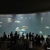 泳ぐのも跳ぶのも派手なのも命がけ～葛西臨海水族園～