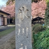大和田の五葉松と砂氷川社の河津桜