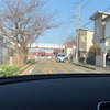 三浦の河津桜と購入品のお話🌸