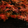 近所の紅葉