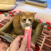 猫カフェでツーショット写真を撮る