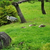 紫陽花咲く清澄庭園への旅⑨『清澄庭園編最終回』