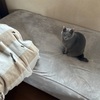 我が飼い猫のお悩み問題🐈